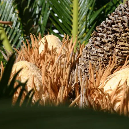 Birdcage Gay Men And Lifestyle (adults Only) Feriested Playa del Inglés